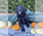 Puppy 3 Goldendoodle-Poodle (Miniature) Mix