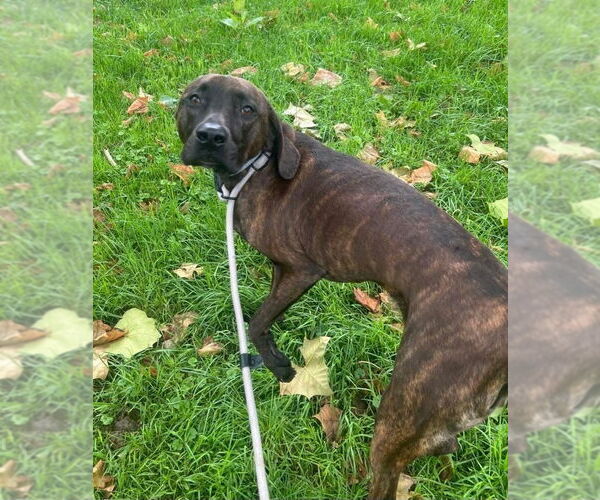 Medium Photo #3 Mutt Puppy For Sale in Springdale, PA, USA