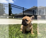 Small Photo #10 French Bulldog Puppy For Sale in SAYREVILLE, NJ, USA