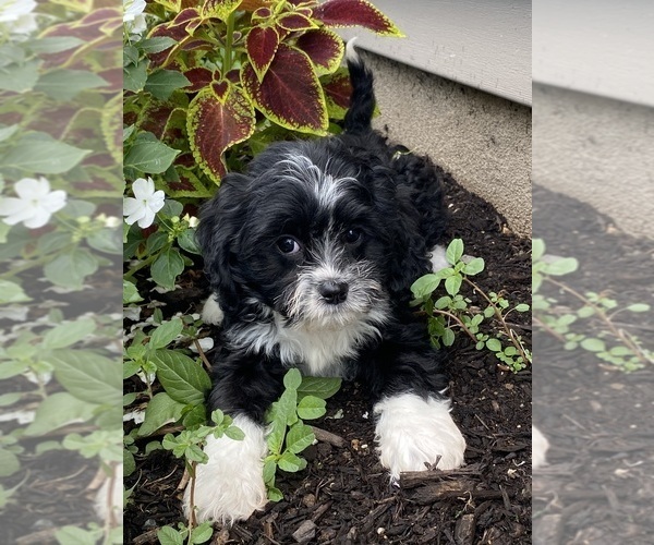 Medium Photo #3 Cavanese Puppy For Sale in CANOGA, NY, USA