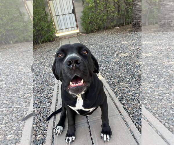 Medium Photo #1 Mastiff Puppy For Sale in Goodyear, AZ, USA