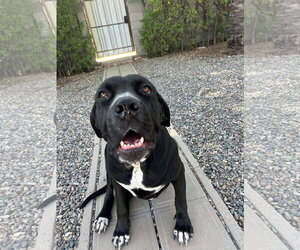 Mastiff Dogs for adoption in Goodyear, AZ, USA
