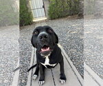 Mabel - Female Mastiff Dog for Adoption - Small photo