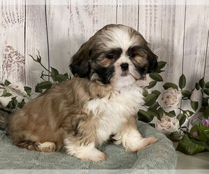 Shih Tzu Puppy for sale in PENNS CREEK, PA, USA