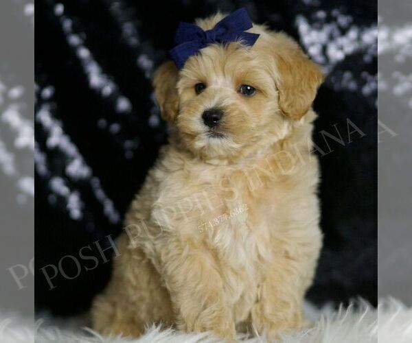 Medium Photo #2 Maltipoo Puppy For Sale in WARSAW, IN, USA