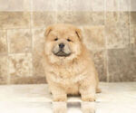 Small #13 Chow Chow