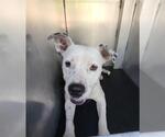 Small American Staffordshire Terrier Mix