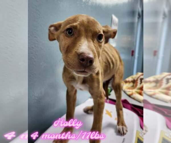 Medium Photo #1 Mutt Puppy For Sale in Woodbury, NY, USA