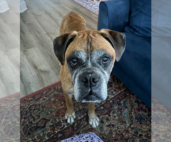 Medium Photo #1 Boxer Puppy For Sale in Austin, TX, USA