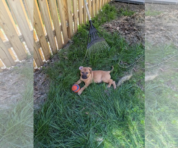 Medium Photo #6 Labrador Retriever-Unknown Mix Puppy For Sale in Derwood, MD, USA