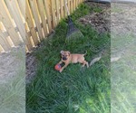 Small #5 Labrador Retriever Mix