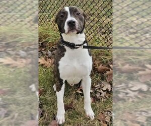 American Bulldog-Unknown Mix Dogs for adoption in Bridgewater, NJ, USA