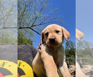 Labrador Retriever Puppy for sale in MAYSVILLE, GA, USA