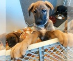 Puppy Red German Shepherd Dog-Malinois Mix