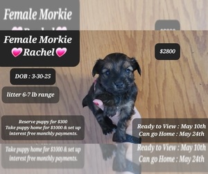 Morkie Puppy for sale in TUCSON, AZ, USA