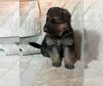 Small #2 German Shepherd Dog