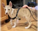 Small #1 Huskies  Mix