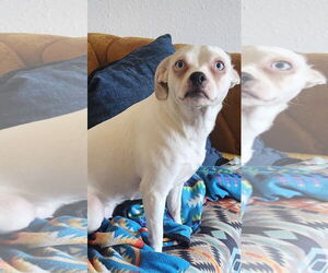 Boxer-Chihuahua Mix Dogs for adoption in Texarkana, TX, USA