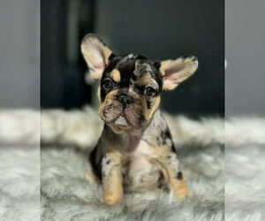 French Bulldog Puppy for sale in BUFORD, GA, USA