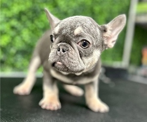 French Bulldog Puppy for sale in HOUSTON, TX, USA