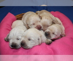 Small Photo #11 Labrador Retriever Puppy For Sale in LORETTO, KY, USA