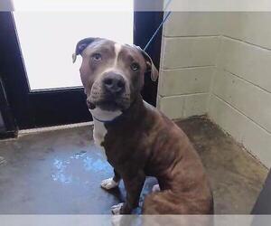 American Bulldog Dogs for adoption in Tulsa, OK, USA