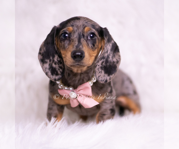 Medium Photo #4 Dachshund Puppy For Sale in WARSAW, IN, USA
