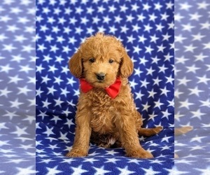 Miniature Labradoodle Puppy for sale in QUARRYVILLE, PA, USA