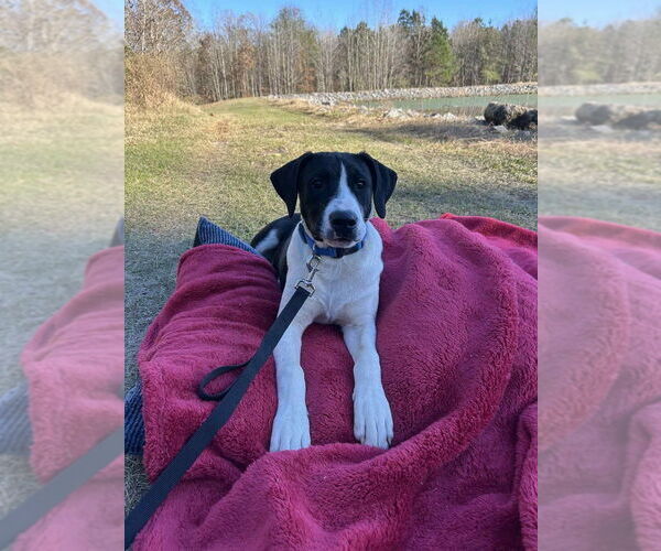 Medium Photo #3 Labrador Retriever-Unknown Mix Puppy For Sale in Boston, MA, USA