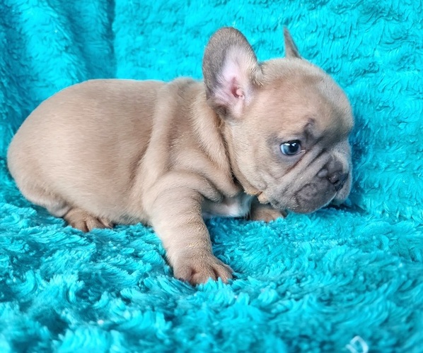 Medium Photo #14 French Bulldog Puppy For Sale in LAS VEGAS, NV, USA