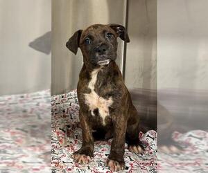Boxer Dogs for adoption in Sugar Land, TX, USA