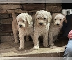Small Photo #5 Goldendoodle Puppy For Sale in BATTLE GROUND, WA, USA