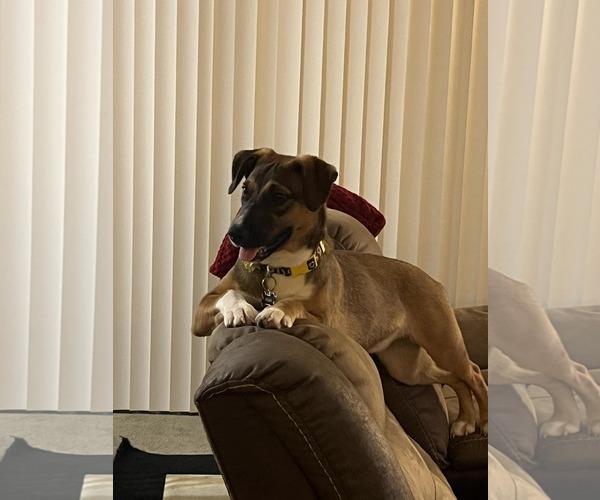 Medium Photo #4 Australian Shepherd-Black Mouth Cur Mix Puppy For Sale in Brooksville, FL, USA