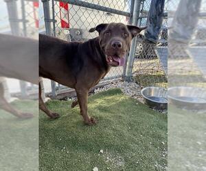 LOGAN - Male Labrador Retriever-Unknown Mix Dog for Adoption - Photo #2