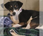 WAVE - Male Mutt Dog for Adoption - Small photo