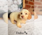 Small #11 Cockapoo