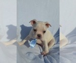 Small Photo #45 Boston Terrier Puppy For Sale in ALBANY, OH, USA