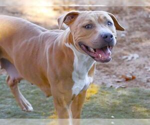 American Staffordshire Terrier-Unknown Mix Dogs for adoption in Tallahassee, FL, USA