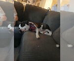 Small #23 Bullypit