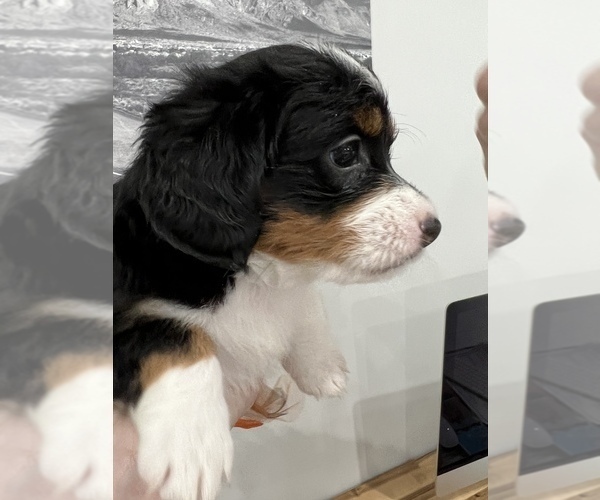 Medium Photo #5 Miniature Bernedoodle Puppy For Sale in PORT SAINT LUCIE, FL, USA