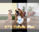 Small Photo #19 Basset Hound Puppy For Sale in ORLAND, CA, USA