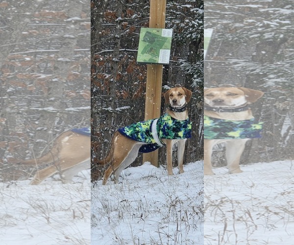 Medium Photo #5 Labrador Retriever-Redbone Coonhound Mix Puppy For Sale in Middlesex, VT, USA