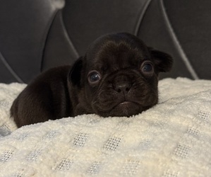 French Bulldog Puppy for sale in POWDER SPRINGS, GA, USA