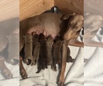 Puppy Puppy 2 Doberman Pinscher