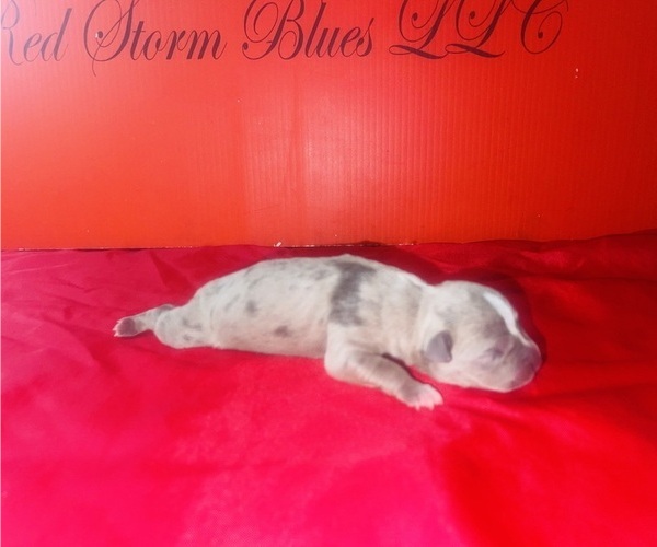 Medium Photo #12 American Bully Puppy For Sale in TRENTON, NJ, USA
