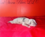 Small Photo #12 American Bully Puppy For Sale in TRENTON, NJ, USA