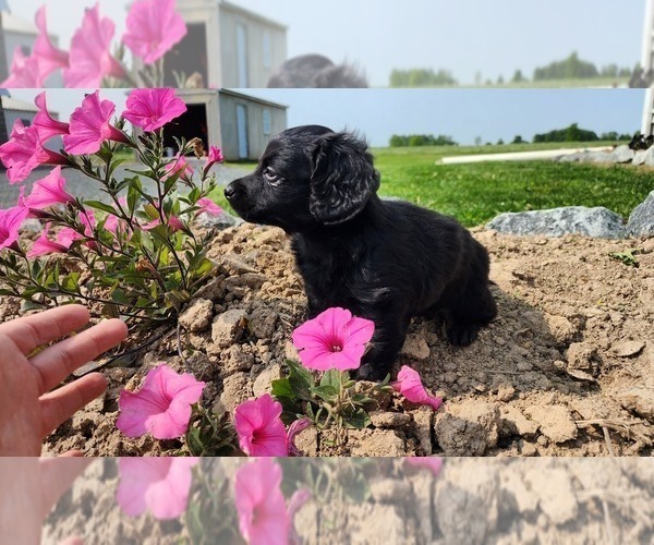 Medium Photo #5 Doxle-Poodle (Toy) Mix Puppy For Sale in GREENWOOD, WI, USA