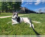 Small #1 Bull Terrier