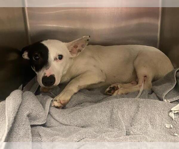 Medium Photo #1 Chihuahua-Unknown Mix Puppy For Sale in San Antonio, TX, USA