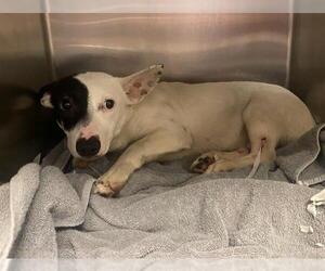 Chihuahua-Unknown Mix Dogs for adoption in San Antonio, TX, USA